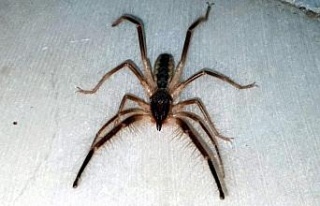 Tehlikeli ’Çöl Örümceği’ Aydın’da ortaya...