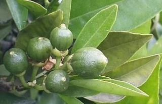 Turunçgillerde ’Harnup Güvesi’ne dikkat