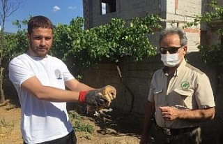 Yaralı baykuş, tedaviye alındı