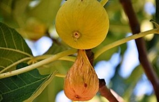 Aydın’da incir ihracat tarihleri belirlendi