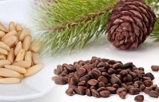 Aydın’ın çam fıstığı da coğrafi işaretli...