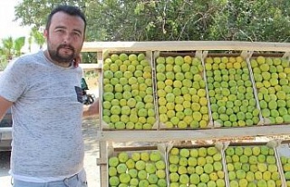 Aydın’ın milli meyvesi incir tezgahlarda yerini...