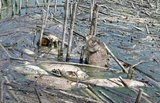Balıkçılar, su kirliliğine dikkat çekti
