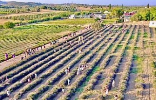 Didim Belediyesi’nin lavanta bahçesi doğal stüdyoya...