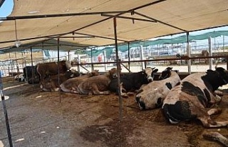 Didim’de kurbanlıklar alıcılarını bekliyor