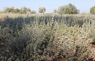 İlerleyen yaşına rağmen sağlık için kekik suyu...