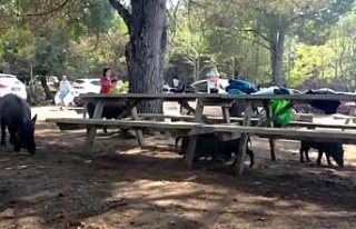 Milli Park’taki domuzlar tatilcilerin arasında...
