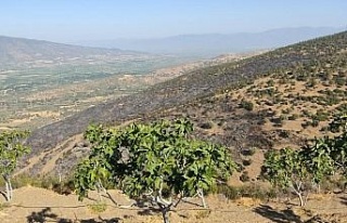 Nazilli’deki orman yangını kontrol altına alındı