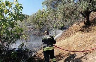 Zirai alandaki yangın evlere ulaşmadan söndürüldü