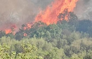 Aydın-Muğla sınırında makilik  yangını