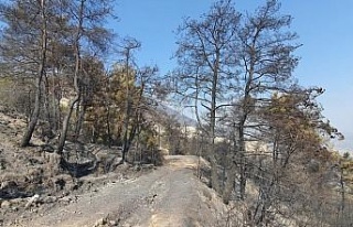 Çine’de yeşil siyaha döndü