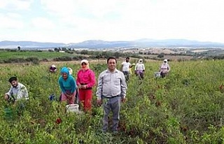 Karacasu biberi de tercih edilen ürün listesinde...