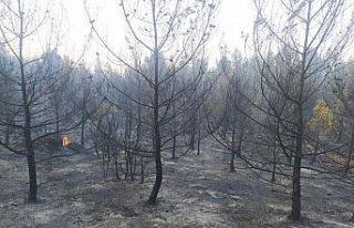 Karpuzlu’daki yangın kontrol altına alındı