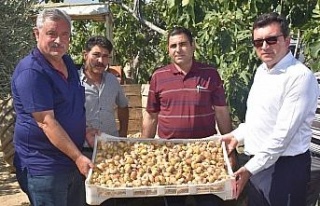 Protokol, köylülerle incir hasadına katıldı