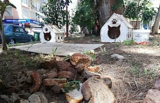 Sokak hayvanları için bırakılan bayat ekmekler,...