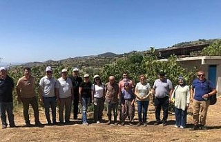 Son yılların en sıkıntılı incir sezonu