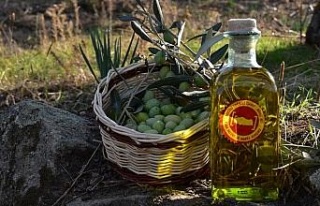 Aydın Memecik Zeytinyağı için Avrupa Birliği...