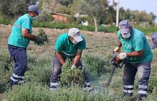 Efeler’in şifalı kekikleri hasat ediliyor