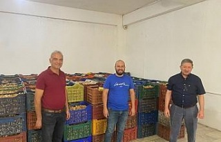 Nazilli’de kuru incir alım sezonu başladı