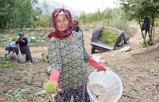 Aydın ve İzmir’de kestane hasadı başladı