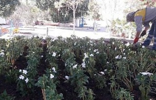 Didim’de mevsimlik çiçeklerin dikimi yapılıyor