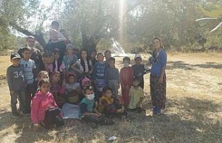Minik öğrencilerden yöresel kıyafetlerle zeytin...