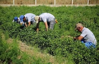 Posacı’dan çiftçilere müjde