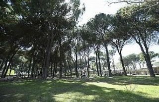 Aydın’da 8 milyon fidan dikilecek