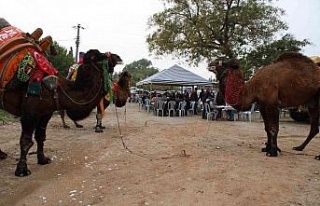 Aydın’da keşkek kazanı develer için kaynadı