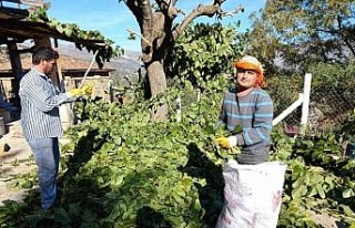 Aydın’ın dut yaprağı Elazığ’a gidiyor