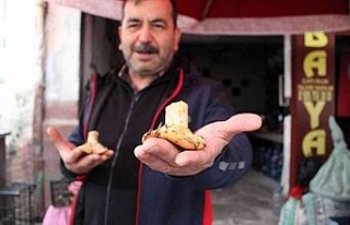 Doğal mantar, çıntarlar tezgahlarda yerini aldı