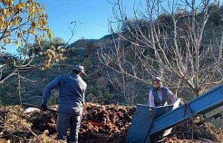 Kestane fiyatları altınla yarışınca üretici...