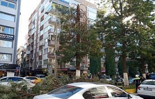 Kırılan ağacın dalları seyir halindeki araçların...