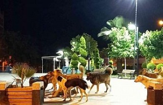 Köşk’te sokak köpekleri korku salmaya başladı