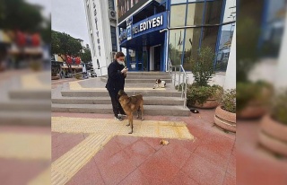 Kuşadası Belediyesi’nden hasta sokak köpeğine...