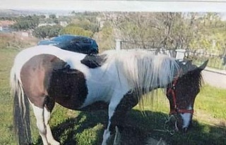 6 aylık çalışma sonunda çalınan atını buldu