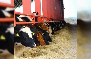 ADSYB’den ‘Düve desteği’ açıklaması