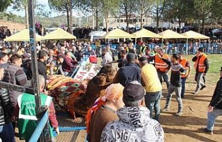 Arenaya sığmayan develer, ortalığı savaş alanına...