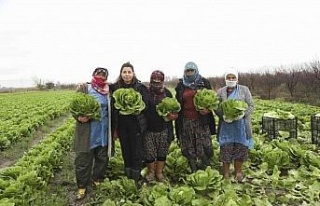 Aydın Büyükşehir Belediyesi’nden çiftçilere...