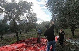 Aydın genelindeki yağışlar zeytin üreticisini...