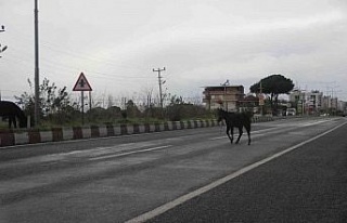 Aydın’da başıboş yük hayvanları sürücülerin...