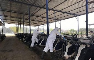 Aydın’da hayvancılık destekleme tespitleri ve...