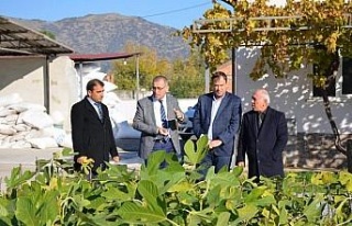 Aydın’da incir fidanı dağıtıldı