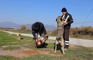 Efeler Belediyesi can dostları unutmuyor