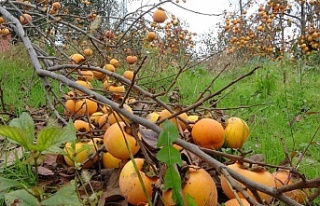 Japon bilim insanları Covid-19'a iyi gelen meyveyi...