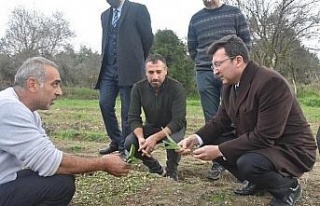 Kaymakam Şahin, “Salep üretimi konusunda çalışıyoruz”