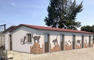 Kuşadası’nda hasta kedilere özel tedavi ünitesi