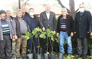 Kuyucak’ta siyah incir yaygınlaşacak