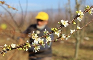 Mevsimi şaşıran erik ağaçları Aralık'ta...