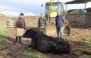 Nazilli’de inek kurtarma operasyonu 4 saat sürdü